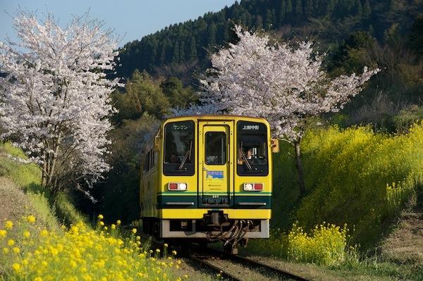 090410 総元?西畑の桜並木を抜けるレールバス