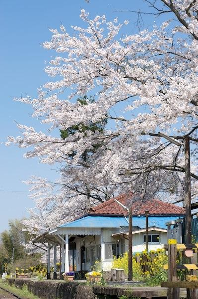 090410 里見駅舎と桜