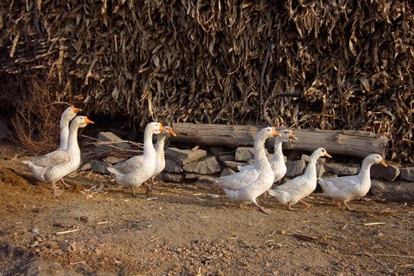 鉄法煤業孤山子駅近くのアヒルたち