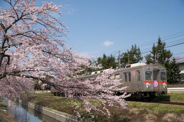 100502 十和田工業高校前の桜と十鉄電車