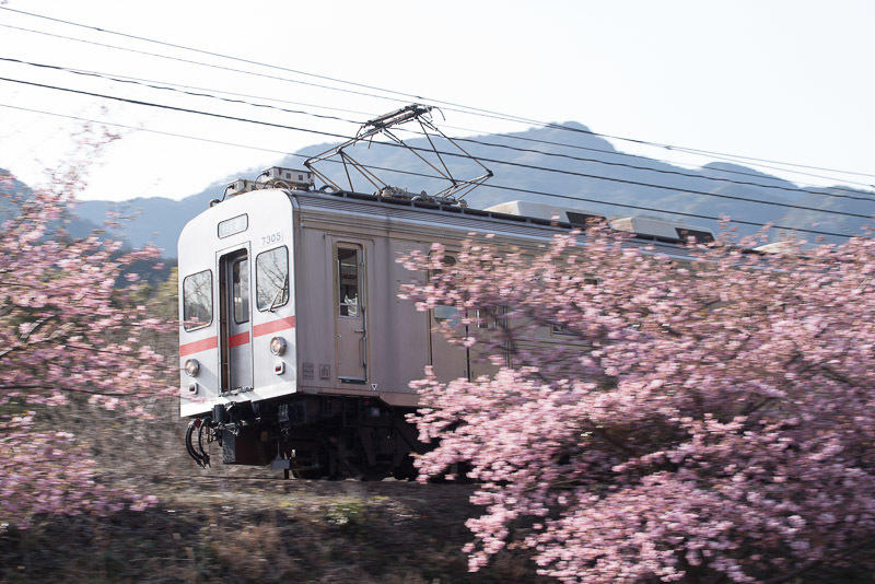 150228 河津桜と7200系