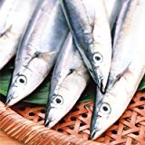 【北海道ブランド】北海道産 根室産【特大 生冷凍】生サンマ 1.2kg(8-10尾 生さんま IQF冷凍★どさんこファクトリー北海道PB商品・北海道物産展商品) 【北海道ブランド】北海道産 根室産【特大 生冷凍】生サンマ 1.2kg(8-10尾 生さんま IQF冷凍★どさんこファクトリー北海道PB商品・北海道物産展商品)