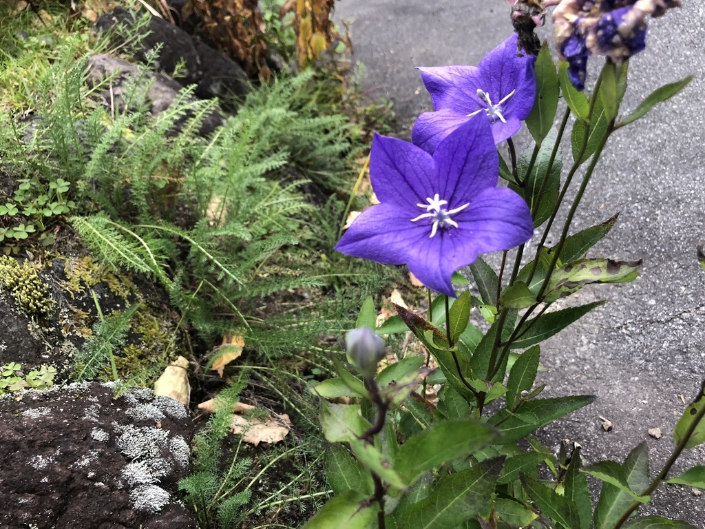 f:id:taketarou2:20181012044759j:plain