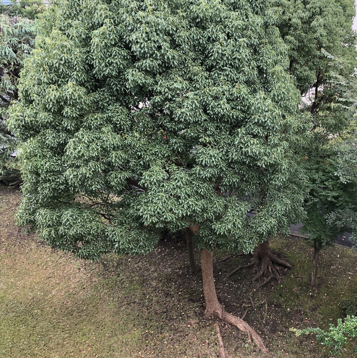 f:id:takeuma02:20200731091141j:plain