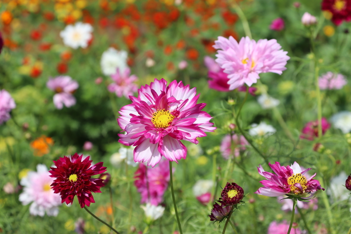 f:id:takeuma02:20201004163242j:plain