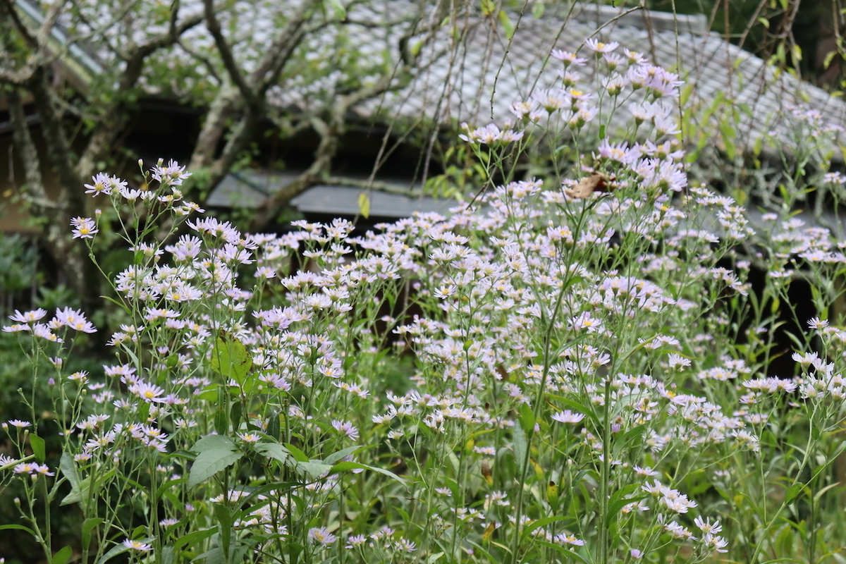 f:id:takeuma02:20201005151545j:plain