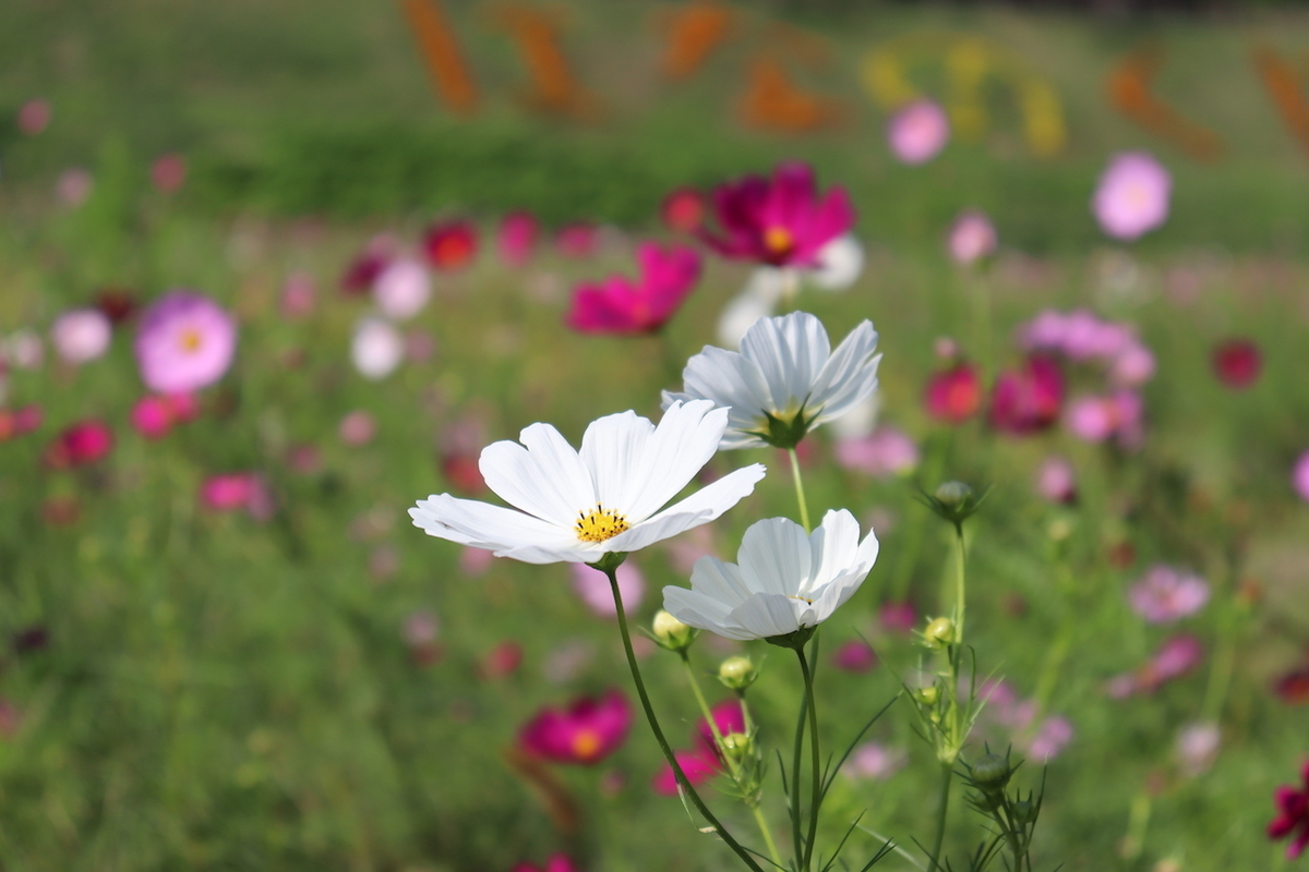 f:id:takeuma02:20201015145653j:plain f:id:takeuma02:20201015145653j:plain