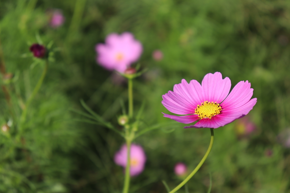 f:id:takeuma02:20201015150310j:plain f:id:takeuma02:20201015150310j:plain