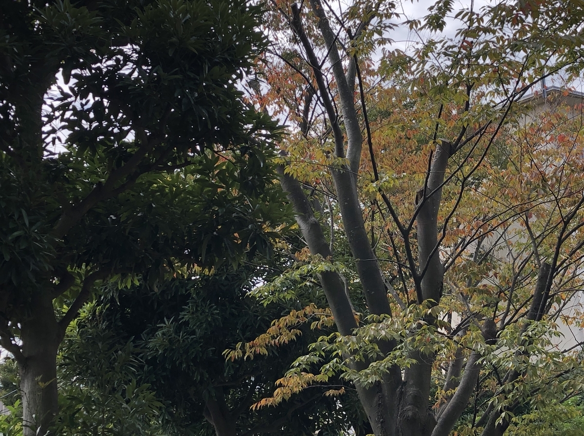 f:id:takeuma02:20201016143218j:plain