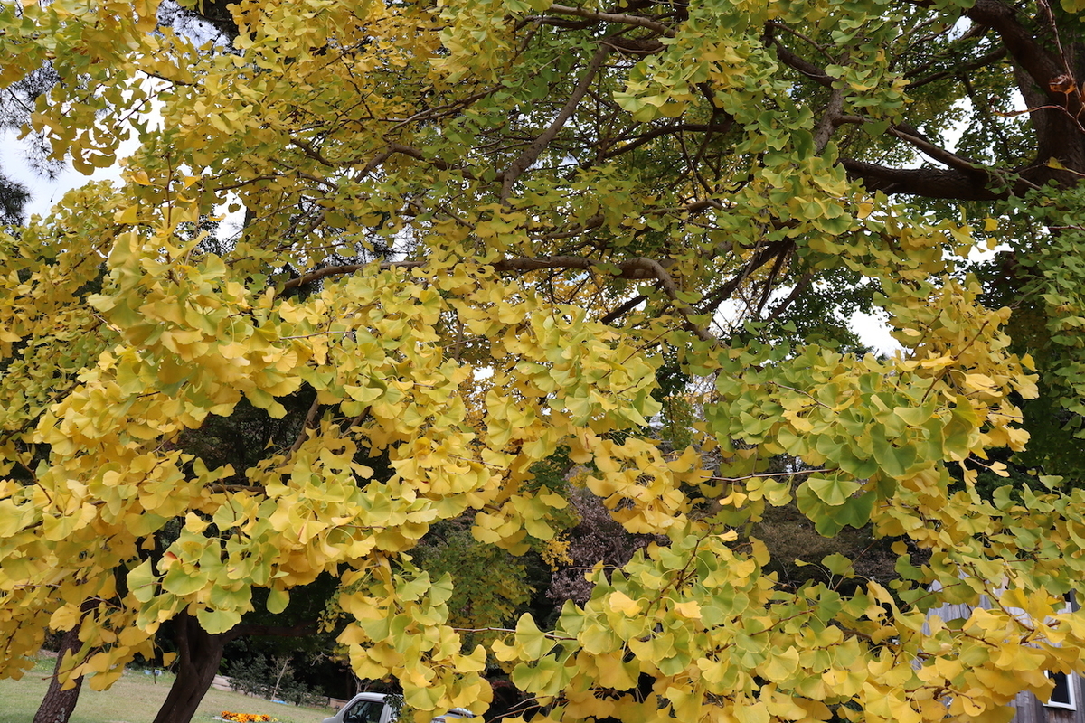 f:id:takeuma02:20201122165922j:plain