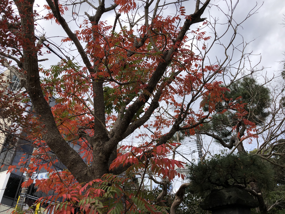 f:id:takeuma02:20201127150402j:plain