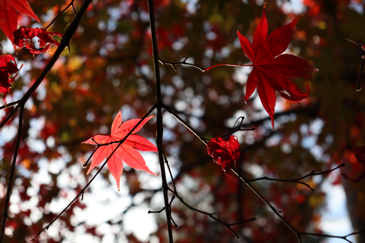f:id:takeuma02:20201130145124j:plain