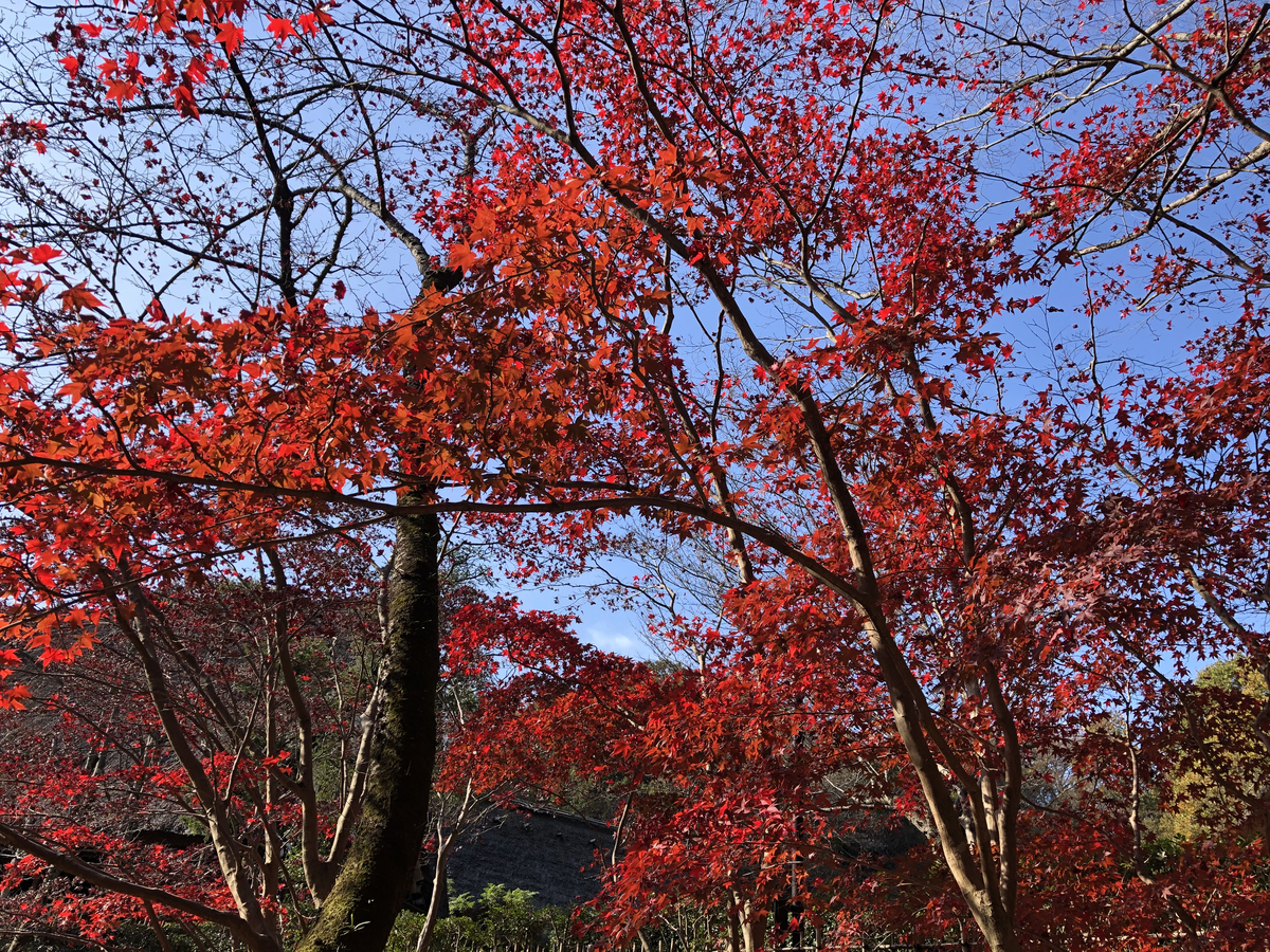 f:id:takeuma02:20201201164319j:plain