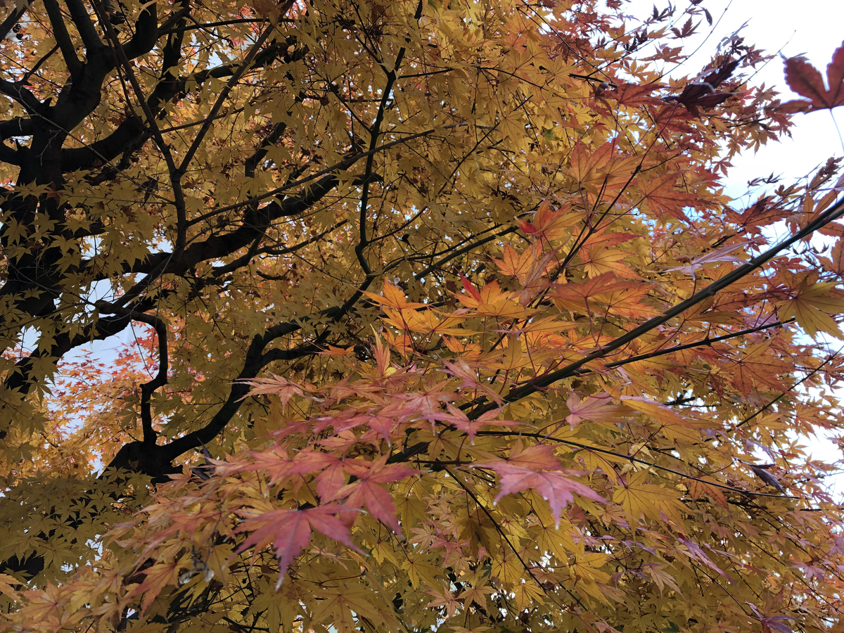 f:id:takeuma02:20201213075732j:plain