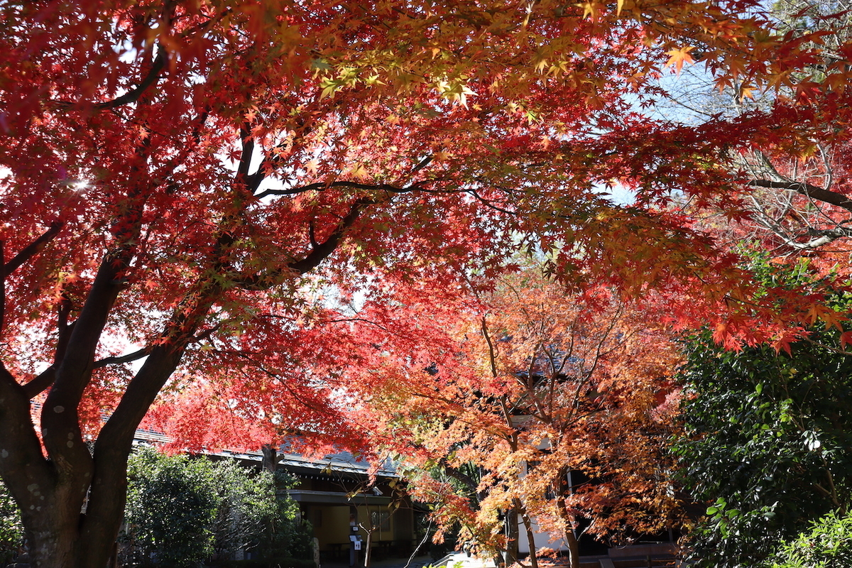 f:id:takeuma02:20201219155652j:plain