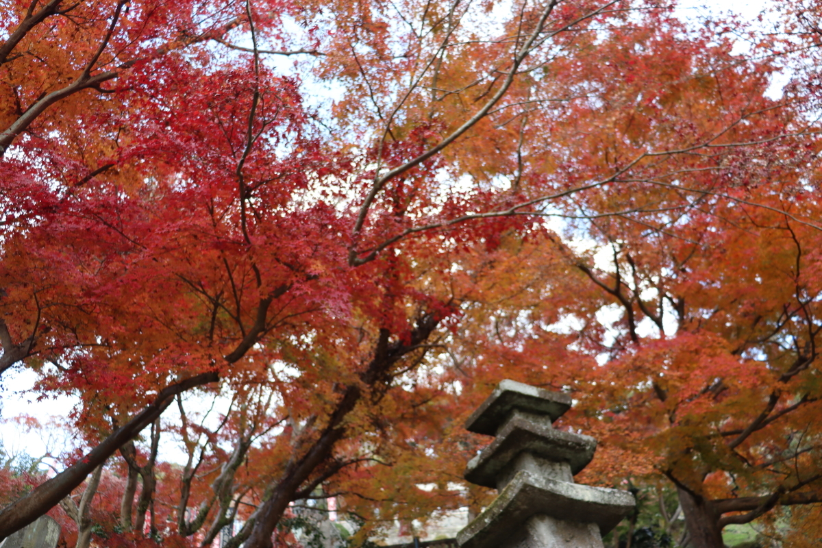 f:id:takeuma02:20201222151142j:plain