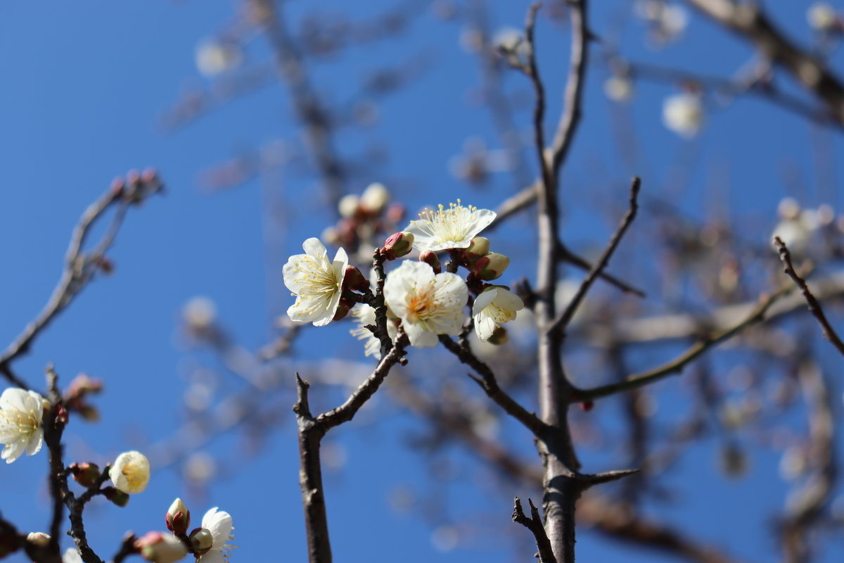 f:id:takeuma02:20210129151243j:plain