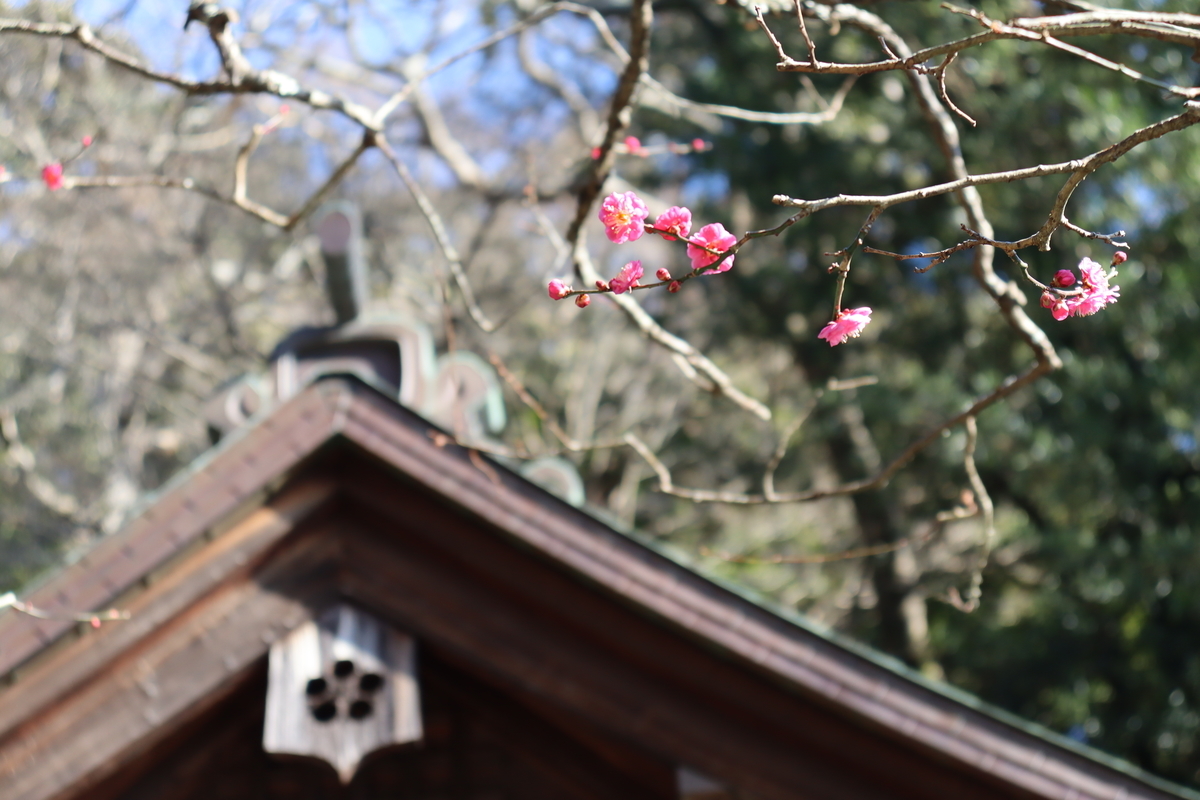 f:id:takeuma02:20210215173734j:plain