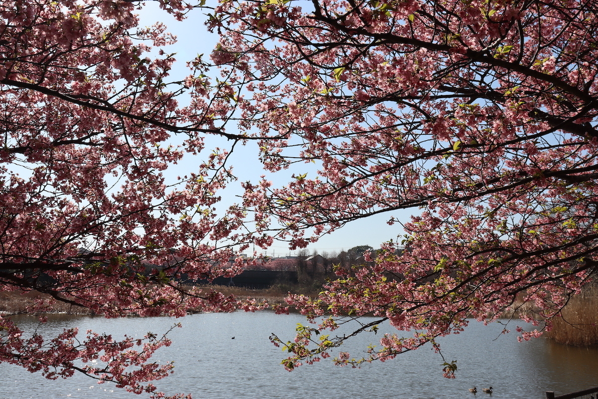 f:id:takeuma02:20210222150202j:plain
