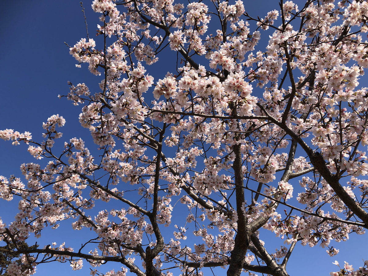 f:id:takeuma02:20210224140720j:plain