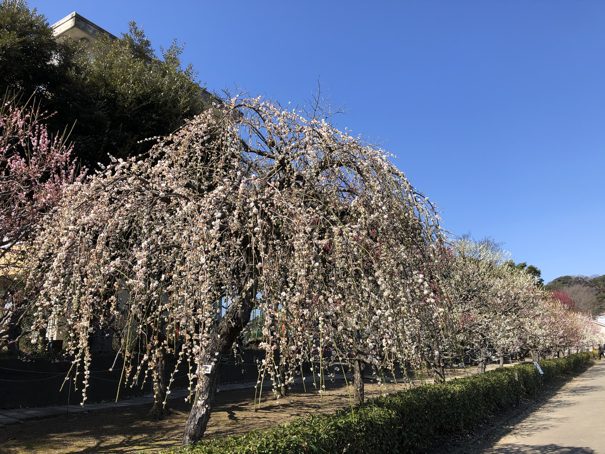 f:id:takeuma02:20210224142123j:plain