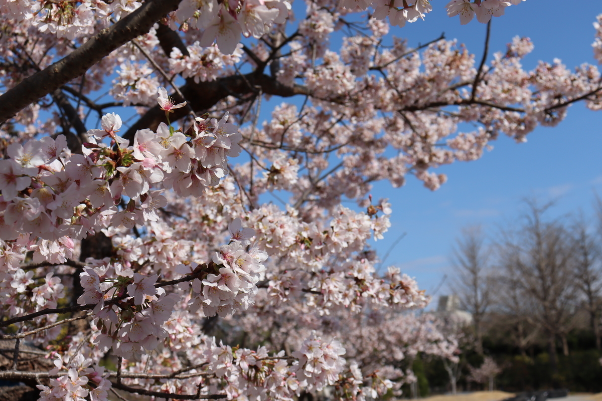 f:id:takeuma02:20210226134657j:plain