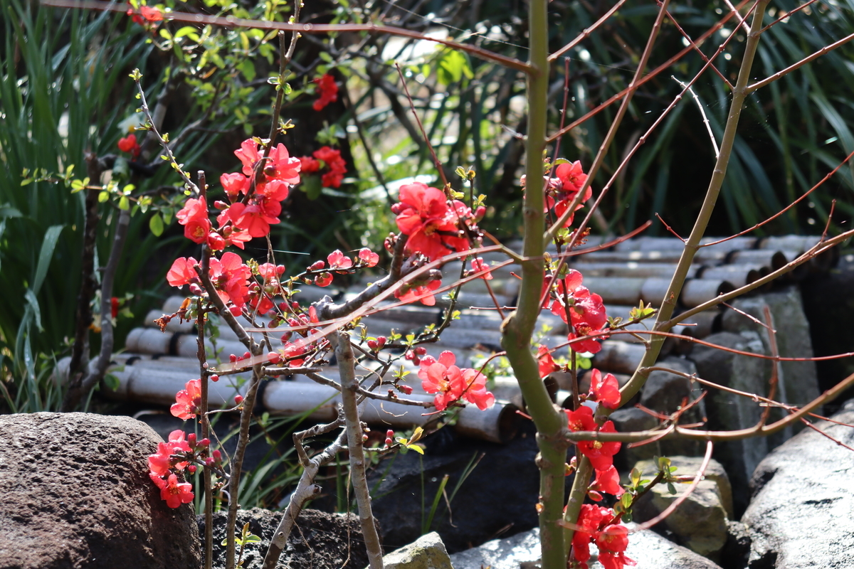 f:id:takeuma02:20210301145135j:plain