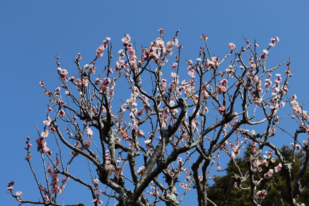 f:id:takeuma02:20210301145738j:plain
