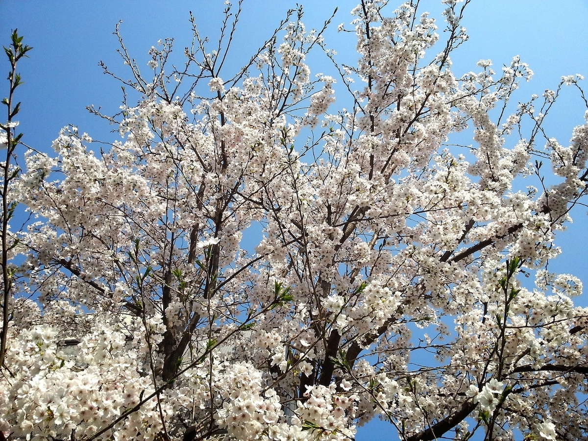 f:id:takeuma02:20210310163430j:plain