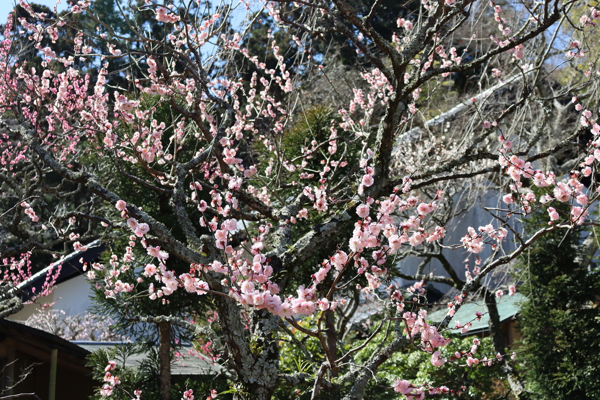 f:id:takeuma02:20210312093506j:plain