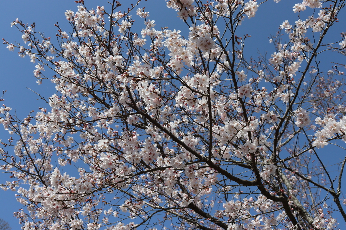 f:id:takeuma02:20210313154008j:plain