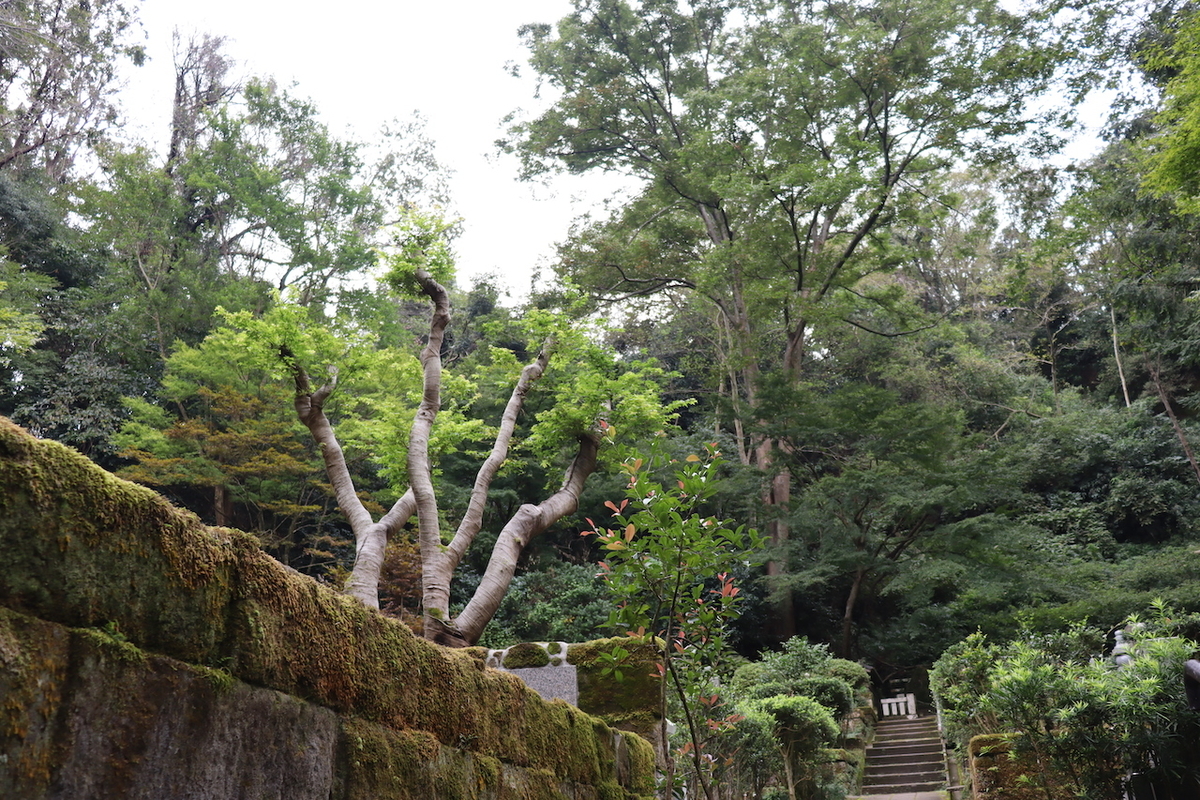 f:id:takeuma02:20210313154522j:plain