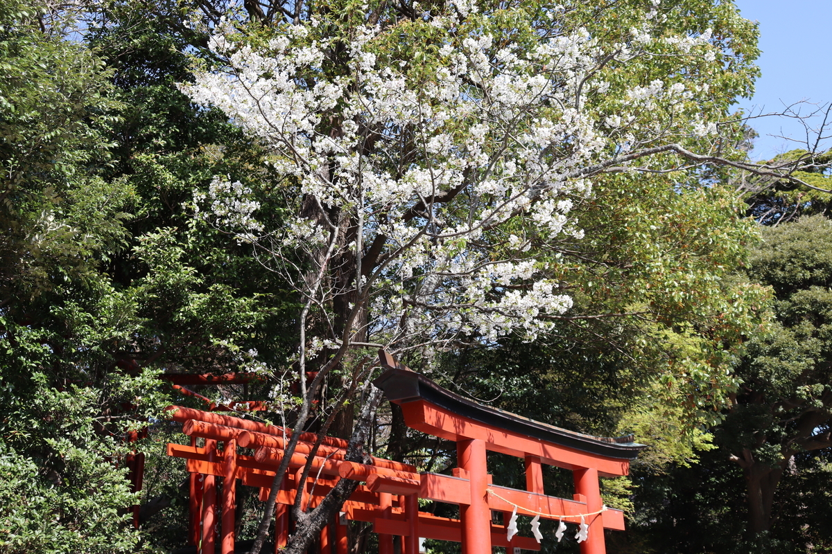 f:id:takeuma02:20210325085421j:plain