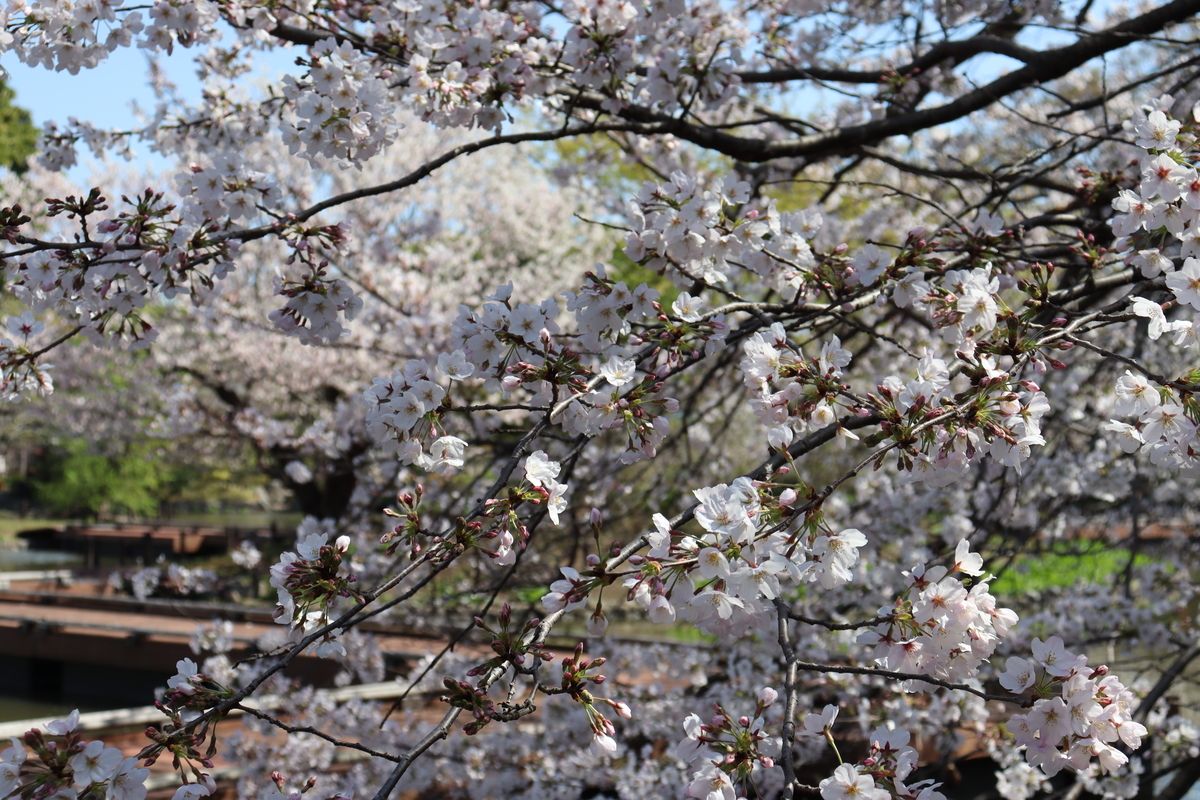 f:id:takeuma02:20210325085908j:plain