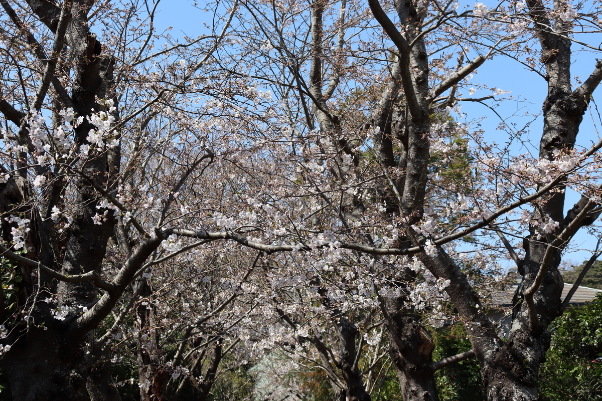 f:id:takeuma02:20210325090714j:plain