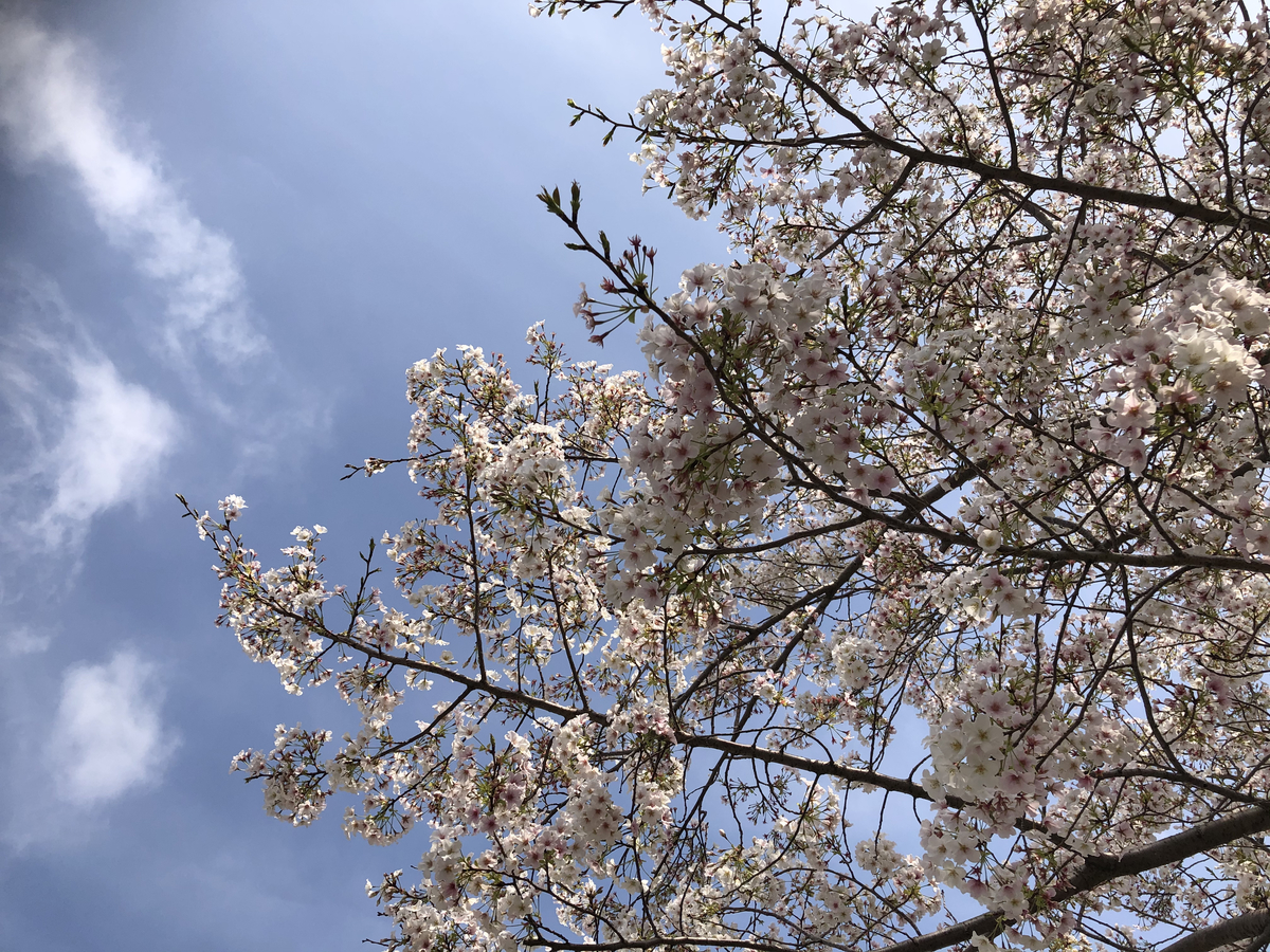f:id:takeuma02:20210325173522j:plain