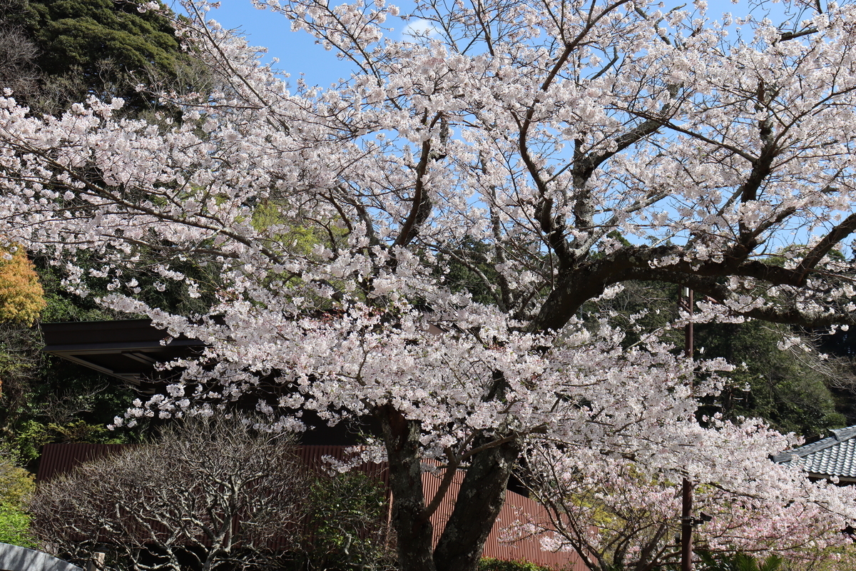 f:id:takeuma02:20210326152924j:plain