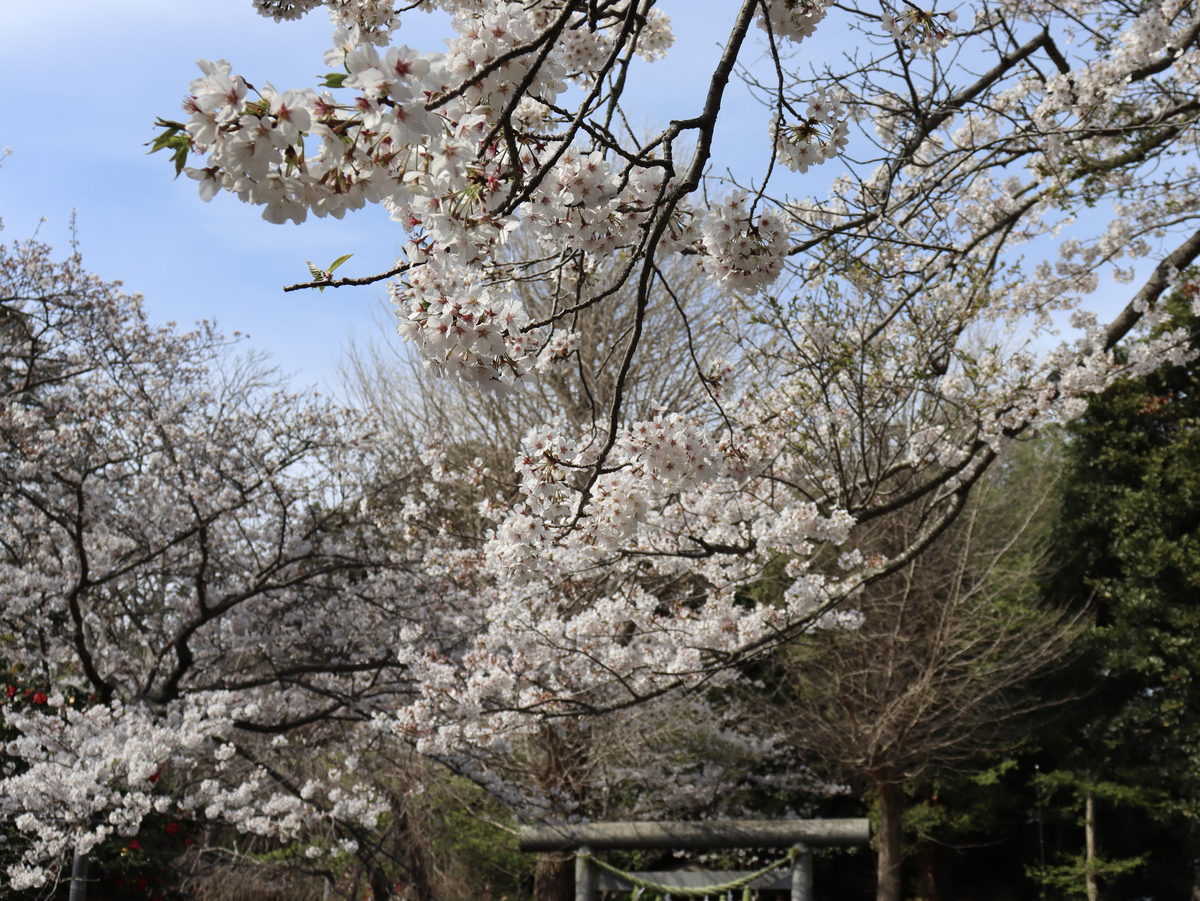 f:id:takeuma02:20210328113648j:plain