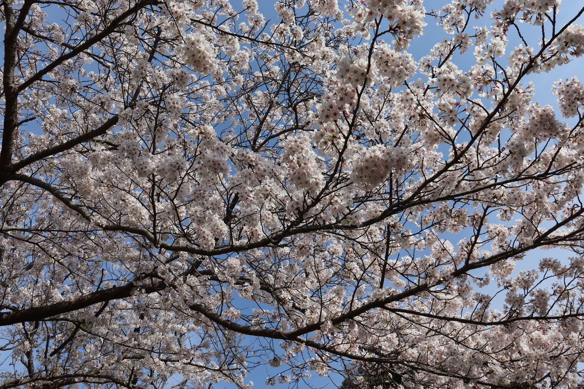 f:id:takeuma02:20210328120238j:plain