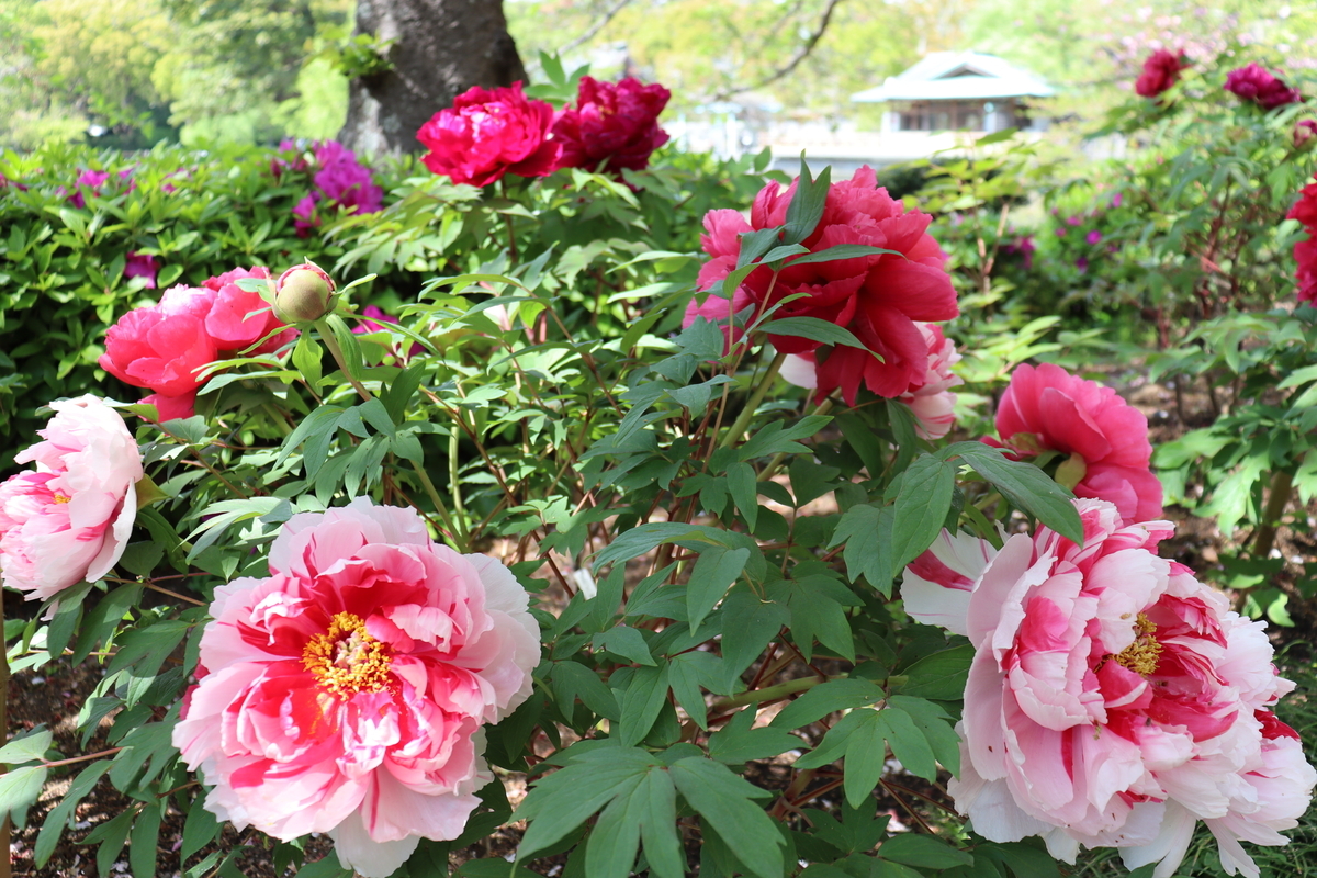 f:id:takeuma02:20210409081348j:plain