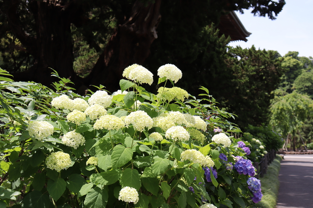 f:id:takeuma02:20210604101351j:plain