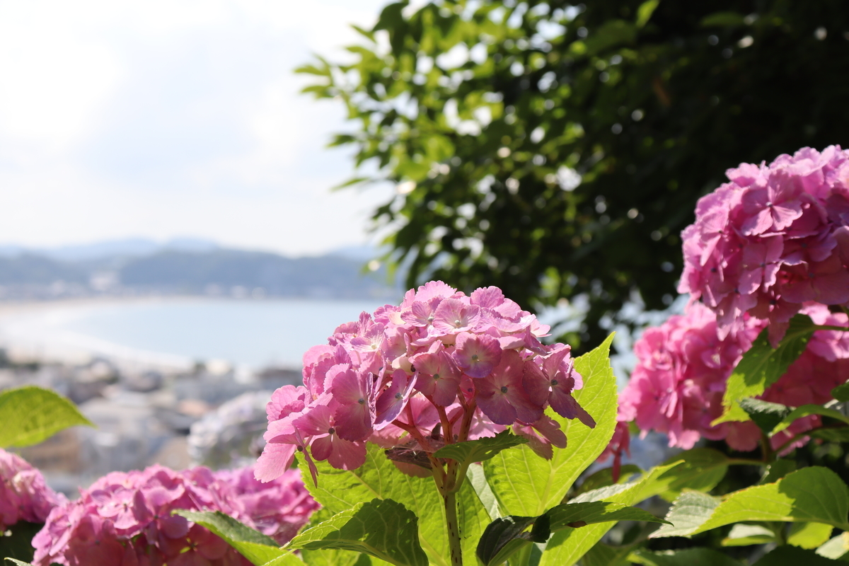f:id:takeuma02:20210612080646j:plain
