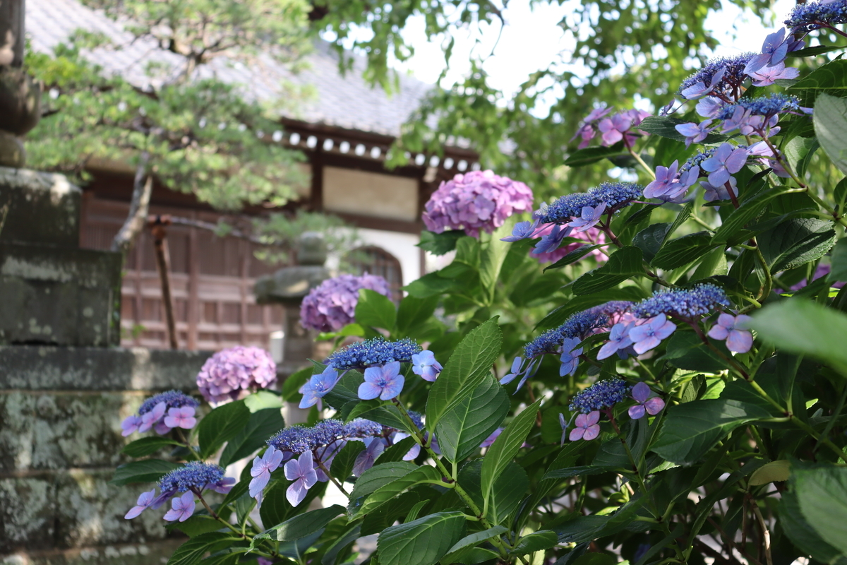 f:id:takeuma02:20210618135608j:plain