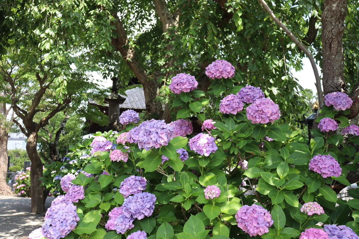 f:id:takeuma02:20210618140154j:plain