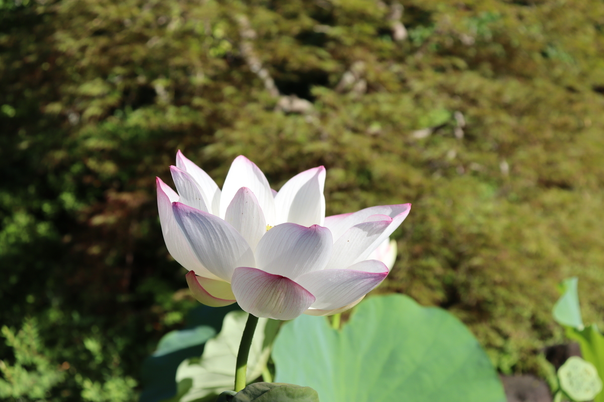 f:id:takeuma02:20210812192516j:plain