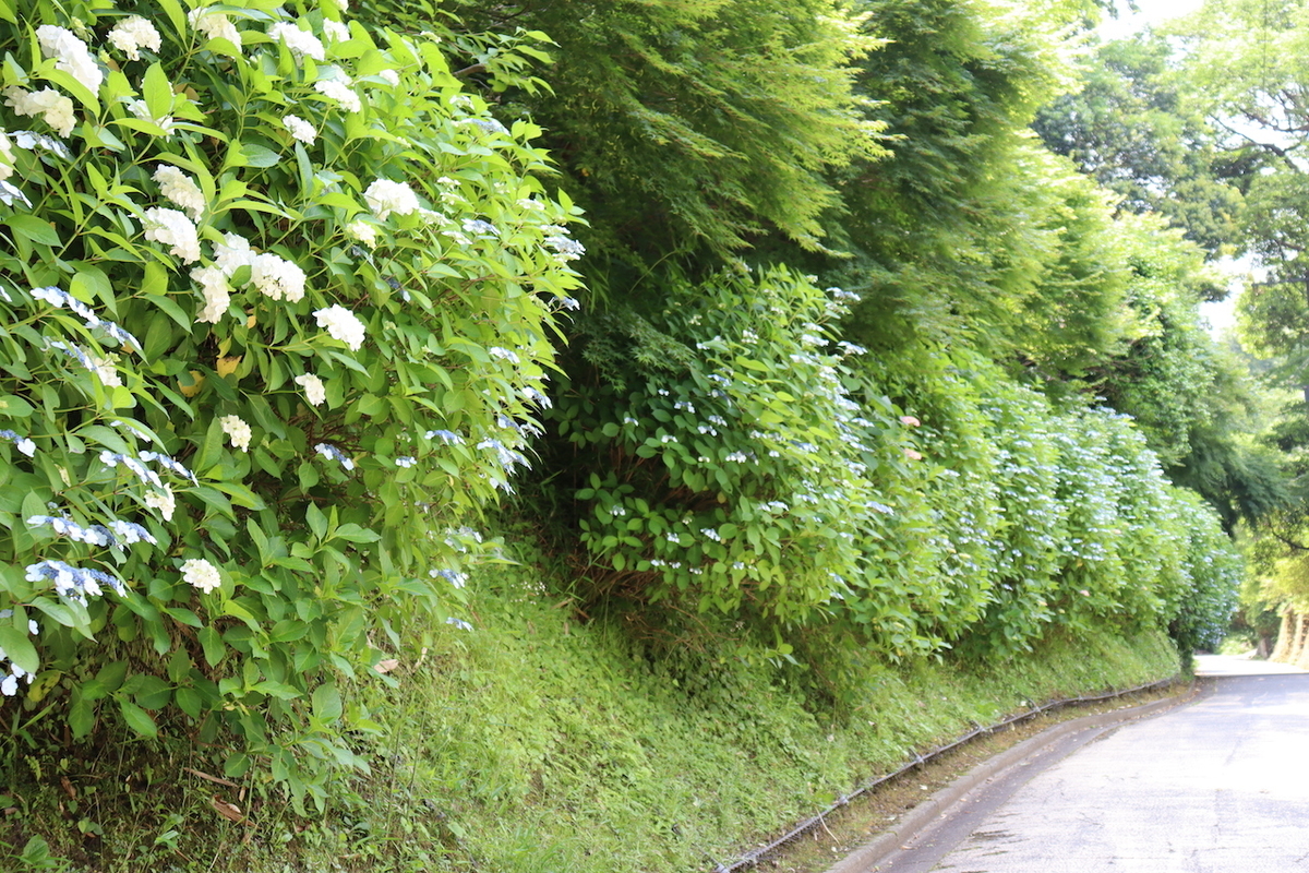 f:id:takeuma02:20220302100638j:plain