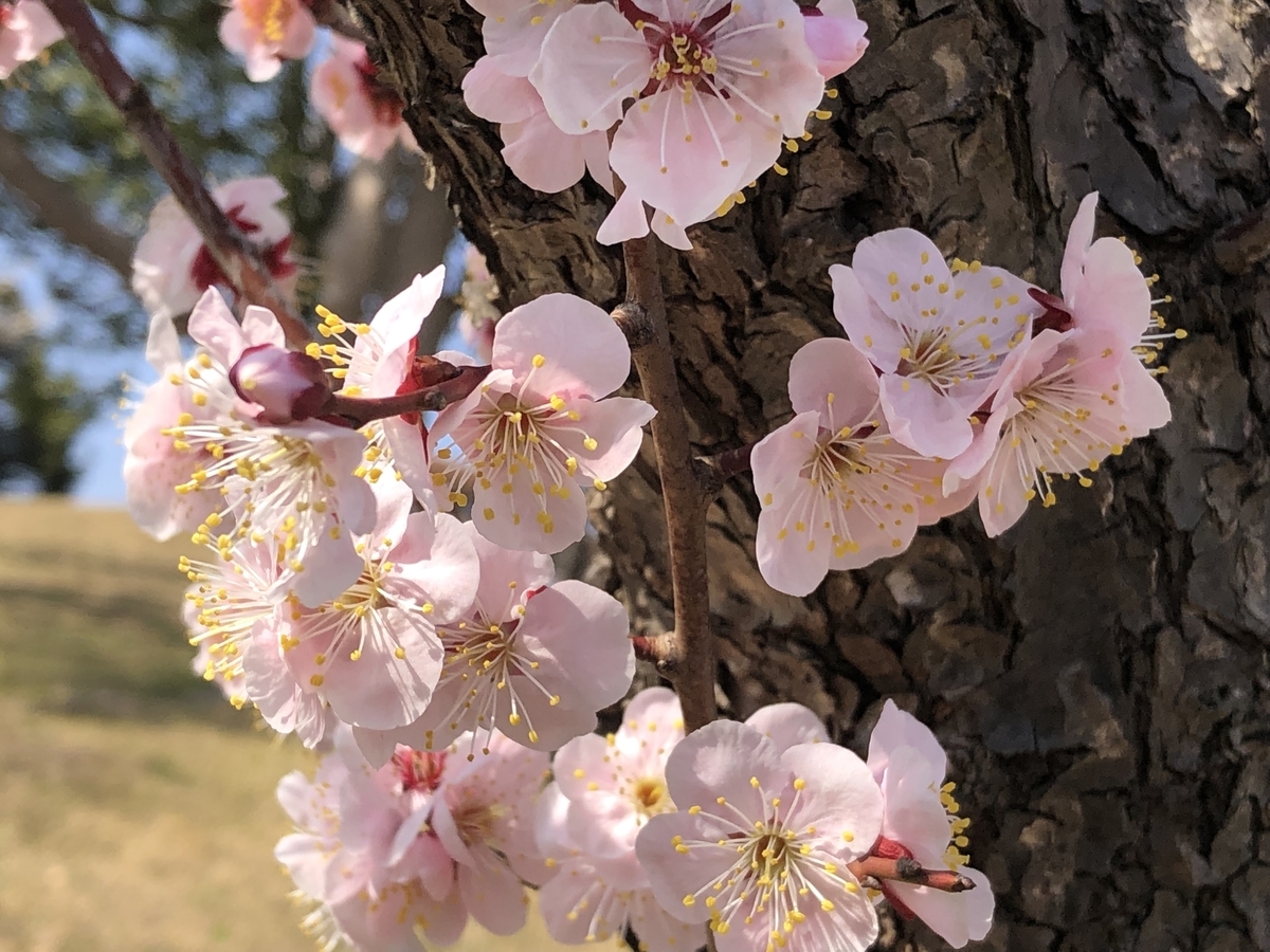 f:id:takeuma02:20220311175052j:plain