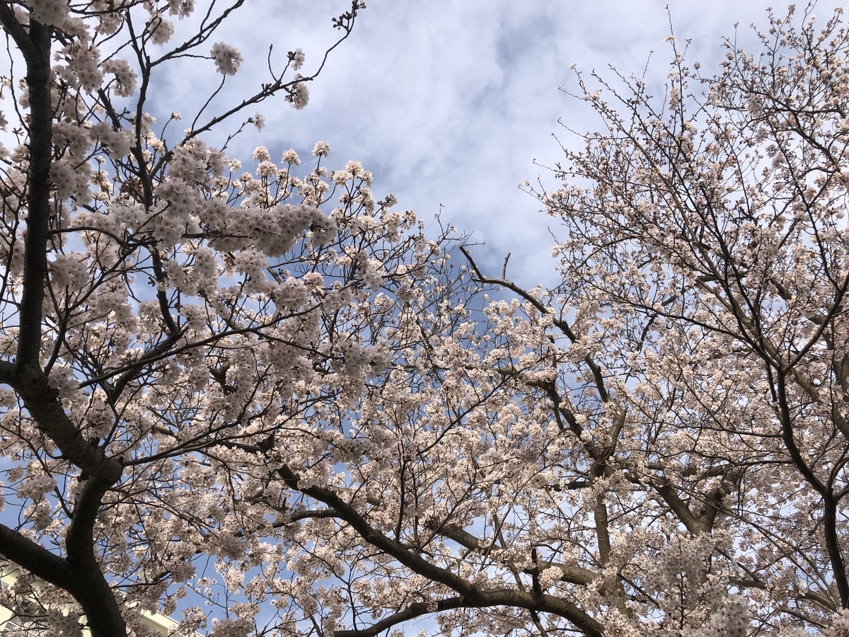 f:id:takeuma02:20220402090711j:plain