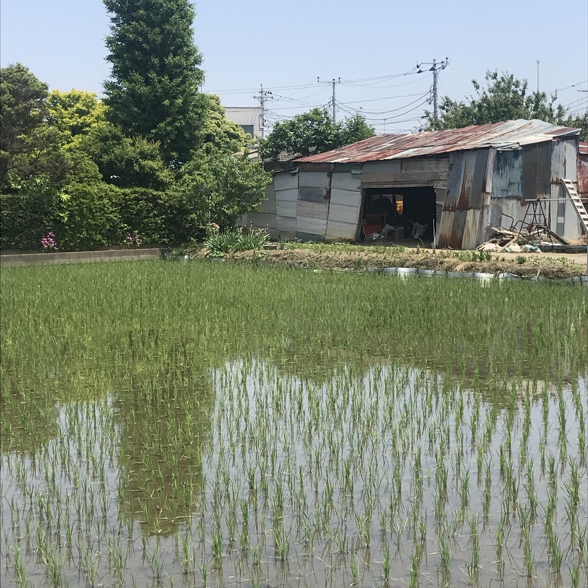 f:id:takeuma575:20190529172641j:plain