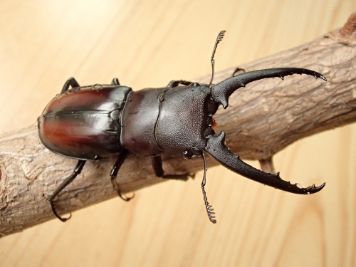 希少　ツカモトフタマタクワガタ　ペア　標本 標本】希少 ツカモトフタマタ クワガタ ペア